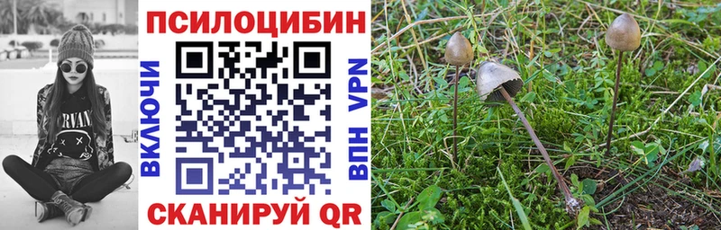 где продают   Можга  ОМГ ОМГ как войти  Псилоцибиновые грибы Magic Shrooms 